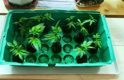 Петима са задържани за разпространението на наркотици (СНИМКА)