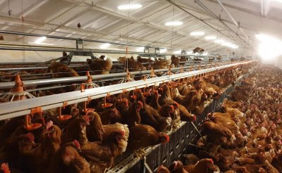 Избиват 15 000 кокошки със „сух лед” в Хасковско