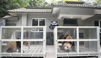 Двойка големи панди изпратени като подарък от Китай пристигнаха в