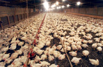 В Нидерландия умъртвиха 25 000 кокошки заради птичи грип