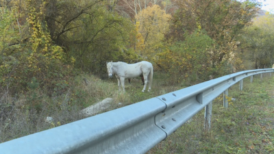 На пътя за Рилския манастир често излизат крави и коне
