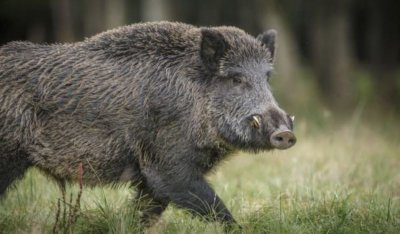 За пример: Ловци извадиха дива свиня от ров, вместо да я гръмнат