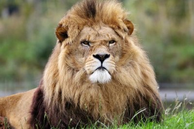 Пет лъва избягаха от загражденията си в зоопарка в Сидни (ВИДЕО)