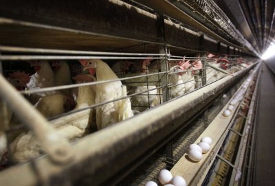 Франция обяви повишена тревога заради разпространението на птичи грип принуждавайки птицефермите да