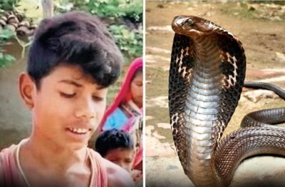 Лош късмет смъртоносна кобра получи повече отколкото е очаквала