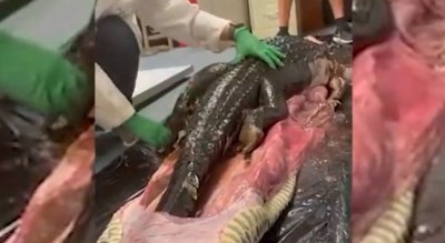 Цял алигатор беше намерен в огромен бирмански питон във Флорида Видео