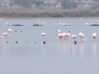 Хиляди птици розово фламинго са избрали Атанасовското и Поморийското езера