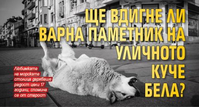 Ще вдигне ли Варна паметник на уличното куче Бела?