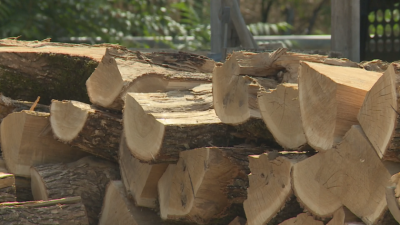ПП иска временна комисия за проблемите с дървата за огрев