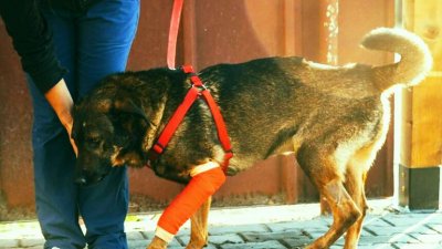 Полицейско разследване е започнало на проявената жестокост над бездомно куче