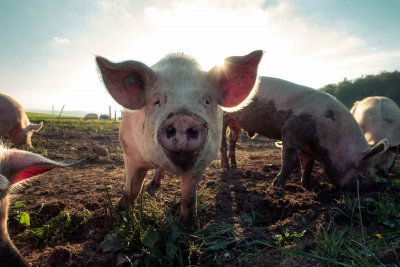 Африканска чума плъзна по свинете в Русенско