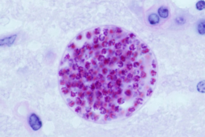 Toxoplasma gondii: Паразит побърква хора и животни