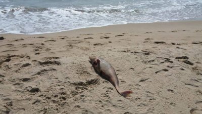 Първо в Lupa.bg: Морето край Приморско изхвърли мъртво делфинче