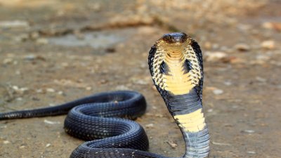 Заловиха кобрата-беглец в Германия