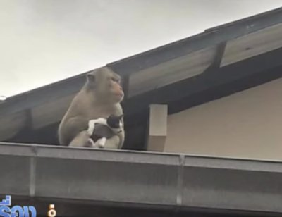 Маймуна взе коте за заложник (ВИДЕО)