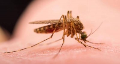 Облекло с графен предотвратява привличането на комарите от кожата