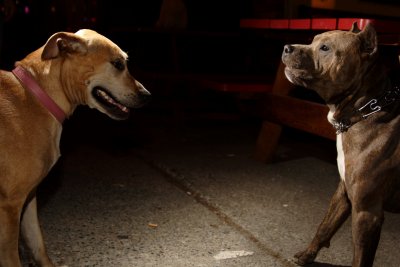 Мащабна група организирала нелегални боеве с кучета и парични залагания