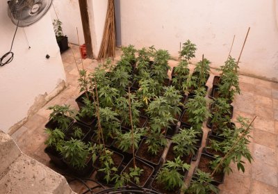 В Евксиноград разкриха къща с оранжерия за марихуана 33 годишен мъж