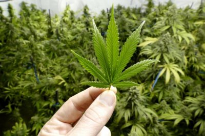 Нелегална оранжерия за отглеждане на марихуана бе разкрита в тетевенското