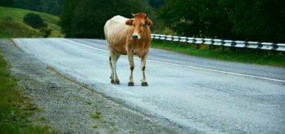 19-годишен шофьор блъсна крава