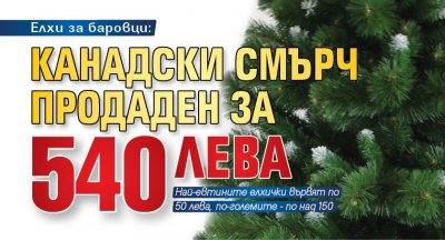 Елхи за баровци: Канадски смърч продаден за 540 лева 