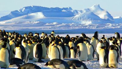 Апокалипсис сега: Глобалното затопляне убива пингвините