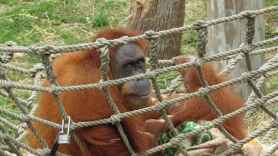 Руди Валентино най старият мъжки орангутан в Северна Америка почина на