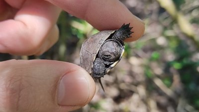 Бебета костенурки не могат да заспят зимен сън заради топлото време