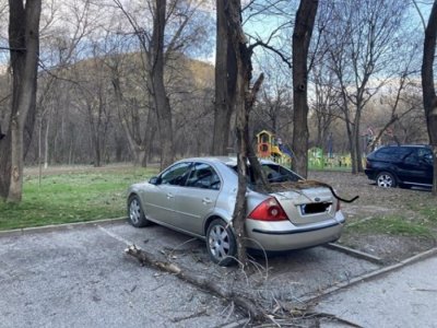 Клон падна върху автомобил край Младежкия хълм в Пловдив и