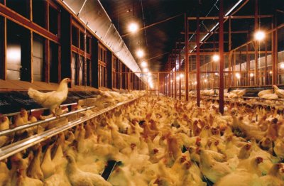 Япония умъртви над 10 милиона птици заради птичи грип