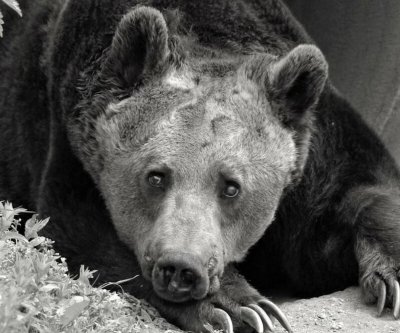 Почина един от най старите обитатели в Парк за мечки Белица –