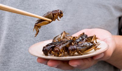 Европейската комисия ЕК разреши ларви на бръмбари да бъдат добавяни