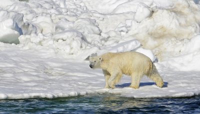 Полярна мечка уби двама души в Аляска