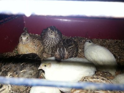 Птичи грип налази ферма за пъдпъдъци в Етрополе