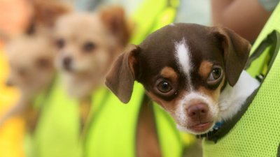 Бум на незаконната търговия с домашни любимци 60 от кучетата