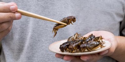Нов закон разрешава добавянето на насекоми в храните на територията