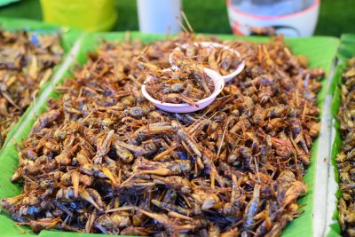 Домашни щурци и ларви на брашнени бръмбари ще бъдат разрешени