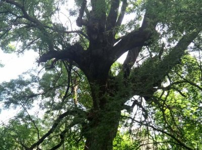 60 годишно дърво от вида полски ясен е било умишлено увредено с цел