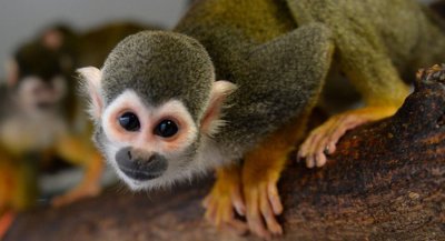 Дванадесет катеричи маймуни (обикновени саймири) бяха откраднати от зоопарк в