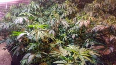 Полицията разкри оранжерия за марихуана в имот в бобовдолското село