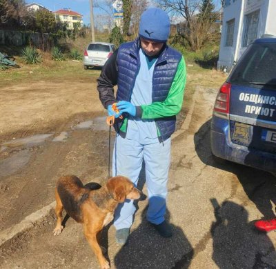 КУРИОЗ: Благоевград върна бездомен пес на Симитли