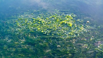 Смъртоносни водорасли заливат френското западно крайбрежие