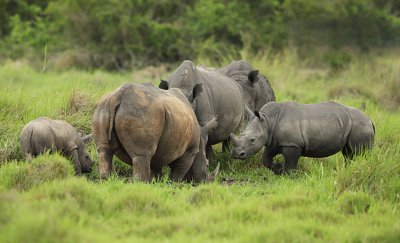 Нараства популацията на застрашените животни в Уганда