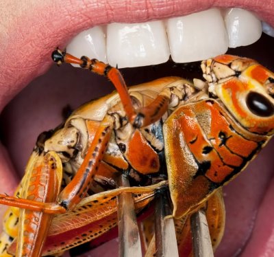 Насекомите са храна която човечеството консумира от хилядолетия Днес насекоми