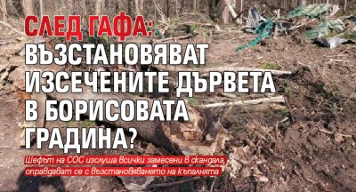 След гафа: Възстановяват изсечените дървета в Борисовата градина? 