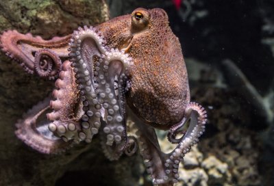 След последните научни изследвания октоподите притежават извънземна ДНК Геномът на