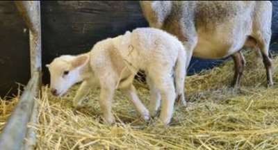 Агне с шест крака се роди в германска ферма