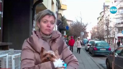 Куче от бойна порода нападна йоркширски териер и стопанката му