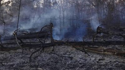 30 декара млада борова гора е унищожена след горски пожар