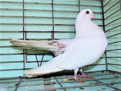 Откраднаха 70 породисти гълъба в Димитровград